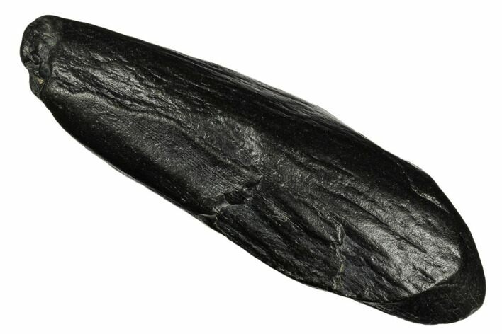 Fossil Sperm Whale (Scaldicetus) Tooth - South Carolina #185988